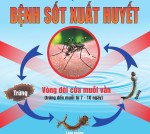 6 Điều nên làm để phòng bệnh sốt xuất huyết